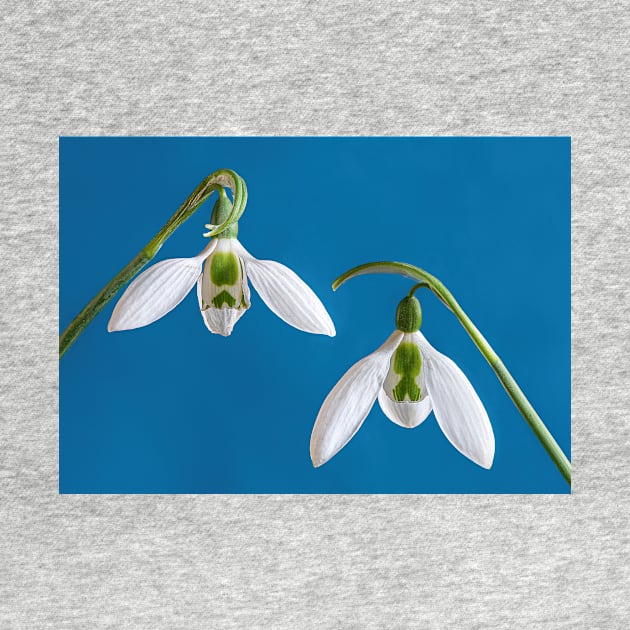 Two Snowdrops with Blue Background by TonyNorth